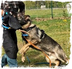 Xato von bösen Bruderblick Xato von bösen Bruderblick