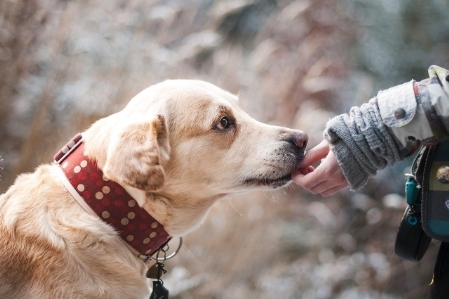 Behinderte Menschen mit Hund