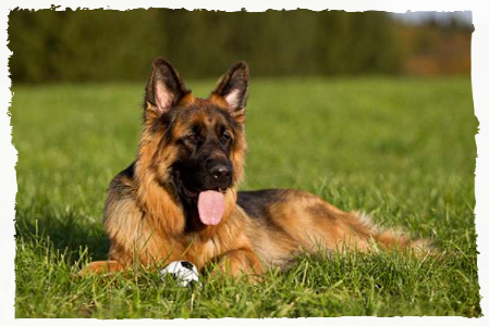 Deutscher Schäferhund OG Goslar e.V. Deutscher Schäferhund
